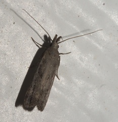 Dichomeris inversella
