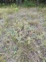 Tephrosia virginiana