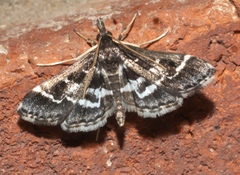 Diasemiodes janassialis