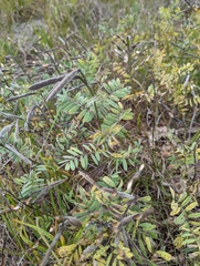 Tephrosia virginiana