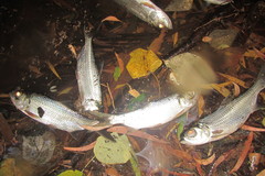 Megalops cyprinoides