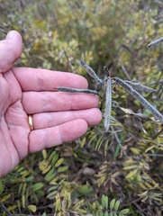 Tephrosia virginiana