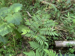 Angiopteris lygodiifolia