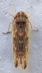 Hemiptera