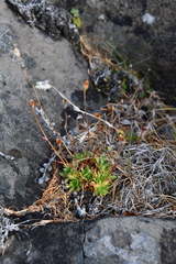 Saxifraga cespitosa