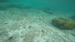 Parupeneus barberinus