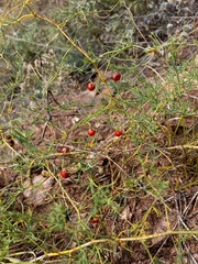 Asparagus pallasii