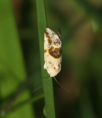 Ponometia candefacta