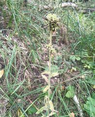Campanula cervicaria