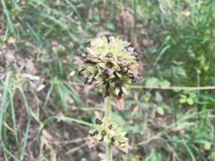 Campanula cervicaria