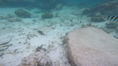 Cheilinus trilobatus