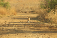 Leptailurus serval