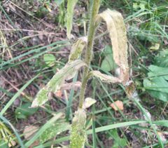 Campanula cervicaria
