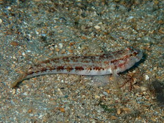 Gobius roulei