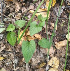 Viola nemoralis