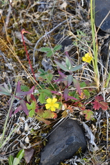 Potentilla gelida