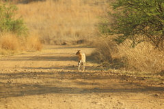Leptailurus serval