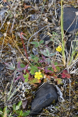 Potentilla gelida