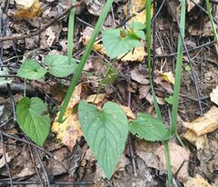 Viola nemoralis