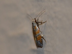 Battaristis vittella
