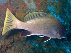 Sciaena umbra