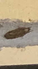 Hofmannophila pseudospretella