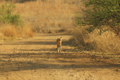 Leptailurus serval