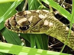 Masticophis flagellum testaceus