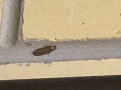 Hofmannophila pseudospretella