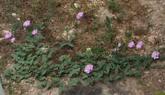 Convolvulus althaeoides althaeoides