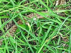 Masticophis flagellum testaceus