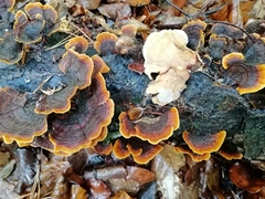 Stereum subtomentosum