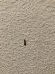 Phereoeca
