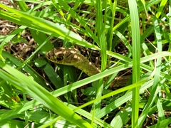 Masticophis flagellum testaceus