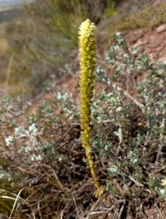 Orostachys spinosa