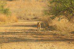 Leptailurus serval