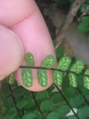 Asplenium trichomanes quadrivalens