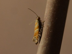 Battaristis vittella