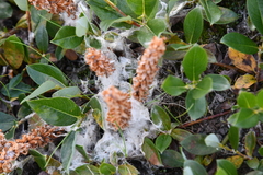 Salix saxatilis