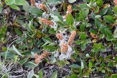 Salix saxatilis