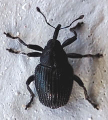 Curculionidae