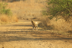 Leptailurus serval