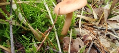 Laccaria laccata