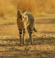 Leptailurus serval