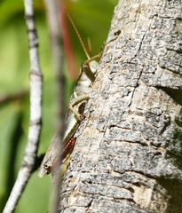 Melanoplus yarrowii