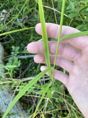 Leersia