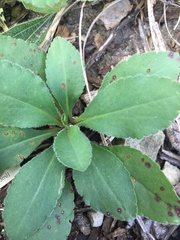 Magnoliopsida