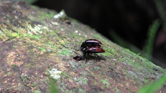 Pselaphacus signatus