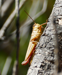 Melanoplus yarrowii