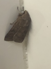 Xestia xanthographa